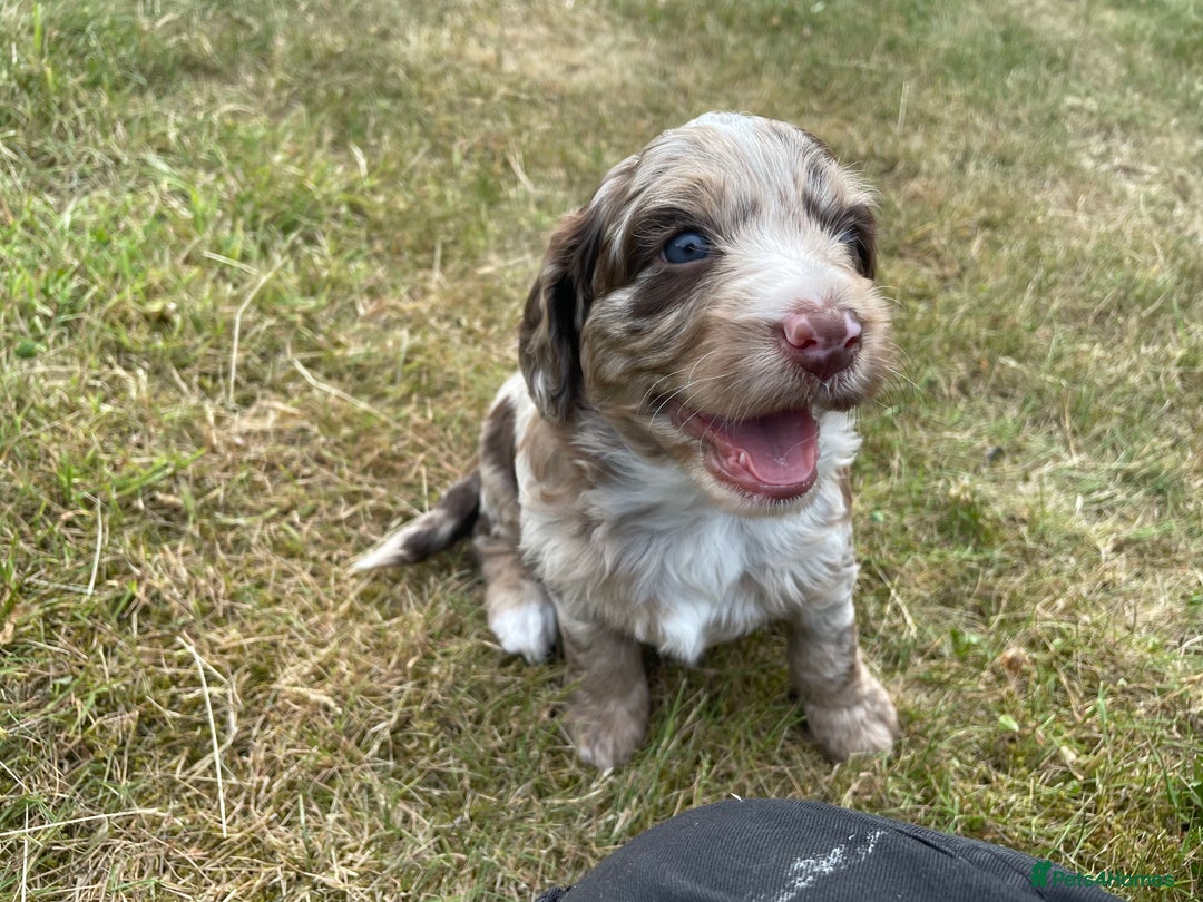 Sproodle dogs for sale: Sproodle Puppy 3 - 💥 Rare Gorgeous Chocolate Merle Sproodles 🐶 - Image 32