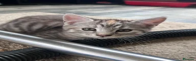 Siberian Kitten 5