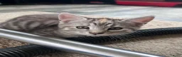 Siberian cats for sale: Beautiful Siberian cross kittens  - Advert 20