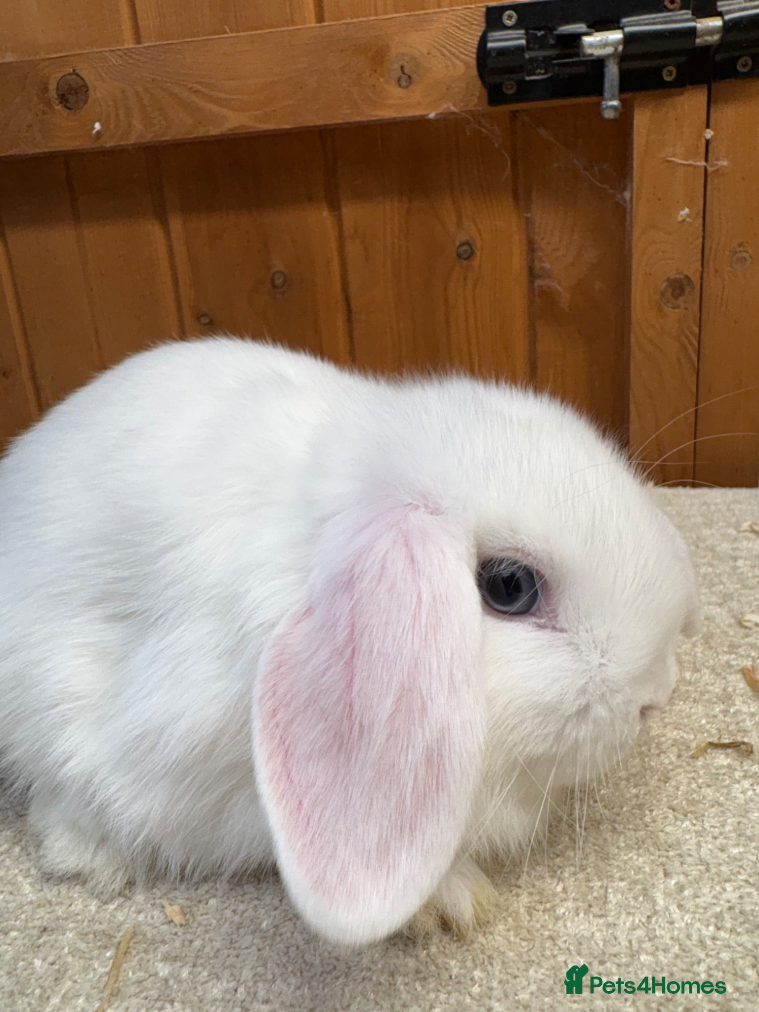 Dwarf Lop rabbits Two loving blue eyed girls (vaccinated) - Advert 1