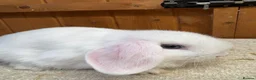 Dwarf Lop rabbits for sale: Two loving blue eyed girls (vaccinated) - Advert 1