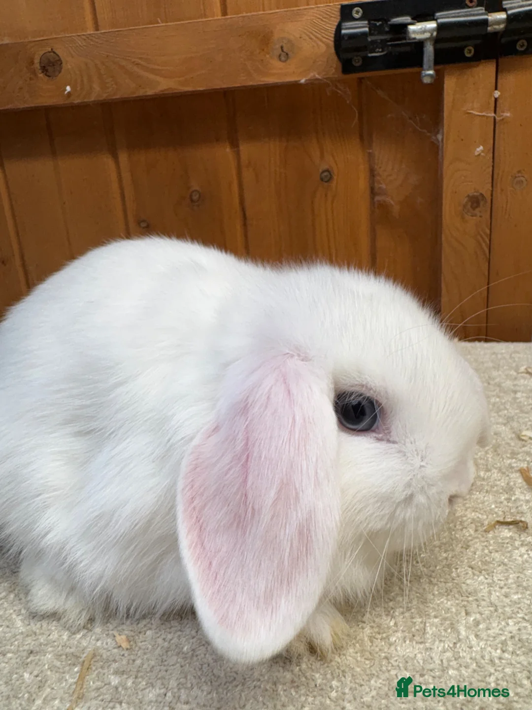 Dwarf Lop rabbits for sale: Two loving blue eyed girls (vaccinated) - Advert 1