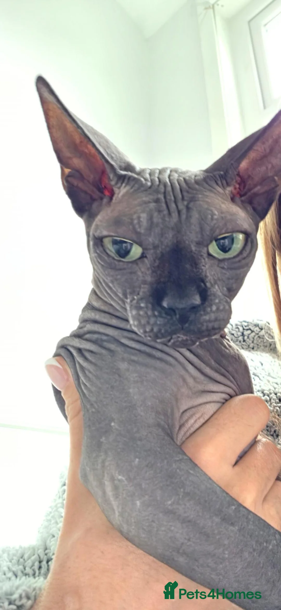 Sphynx cats for sale: * 3 SPHYNX LOOKING FOR A NEW HOME * - Advert 4