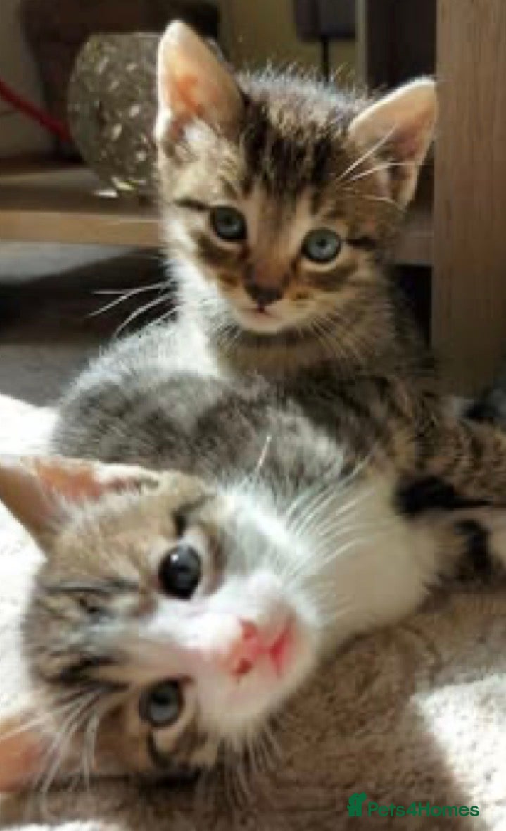 Mixed Breed cats Adorable tabby kittens (please read advert) - Advert 17