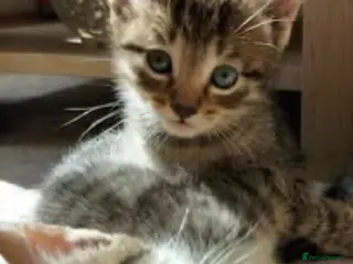Mixed Breed cats Adorable tabby kittens (please read advert) - Advert 17