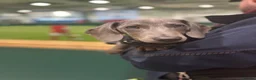 Miniature Dachshund dogs for stud: Blue KC Registered Miniature Daschund STUD in London - Advert 20