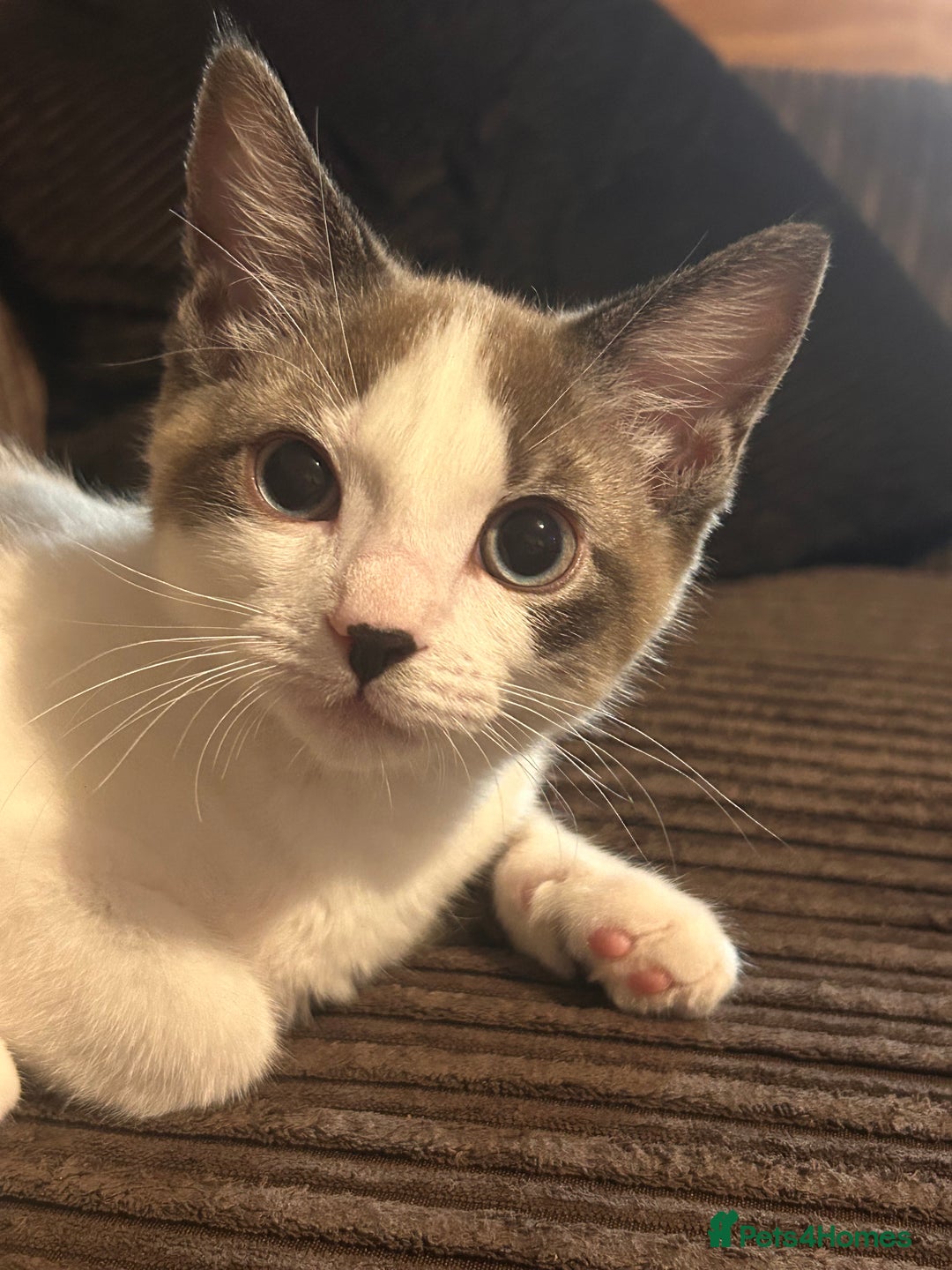 Ragdoll cats for sale: Ragdoll X 15 week kitten for rehoming  - Image 2
