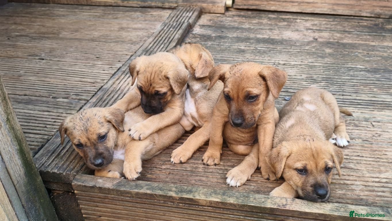 Mixed Breed dogs Cane Corso American Bulldog Puppies Family Raised  - Advert 1