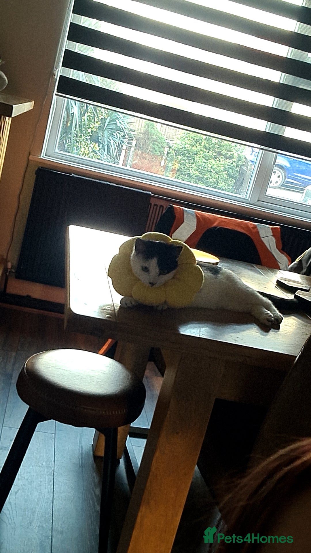 Domestic Shorthair cats for sale: jayjay  - Advert 6