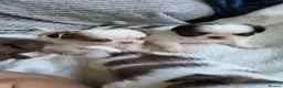 Chihuahua dogs for sale: Beautiful long haired chihuahua puppies - Advert 12
