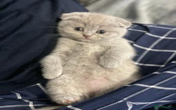 Scottish Fold cats for sale: Very Friendly Kittens, Pedigree Scottish Fold  - Image 5