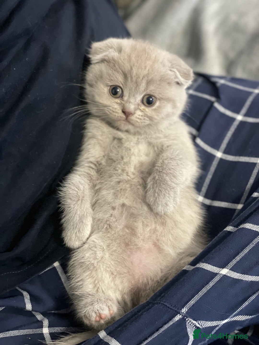 Scottish Fold cats for sale: Very Friendly Kittens, Pedigree Scottish Fold  - Image 5