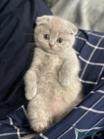 Scottish Fold cats - Advert 5