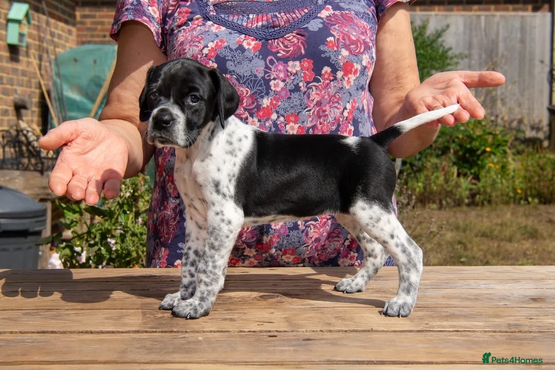 Pointer dogs Gorgeous KC reg Pointer Puppies - 2 girls left - Advert 2