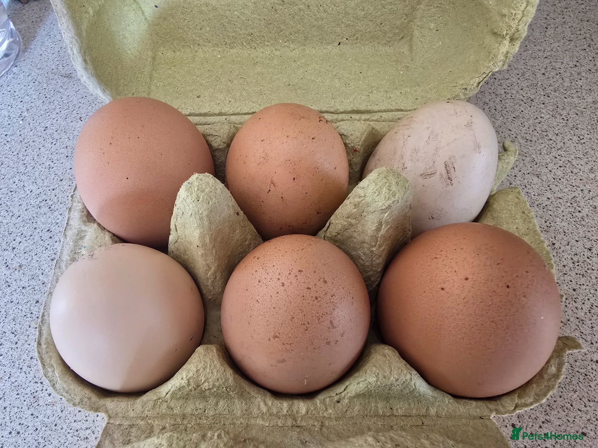 Chickens poultry Hatching eggs for sale - Advert 4