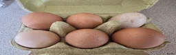 Chickens poultry for sale: Hatching eggs for sale - Advert 1
