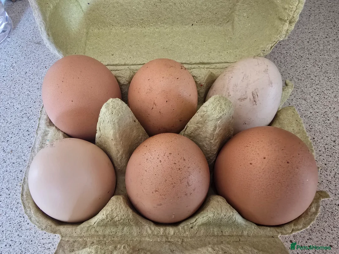 Chickens poultry for sale: Hatching eggs for sale - Advert 1
