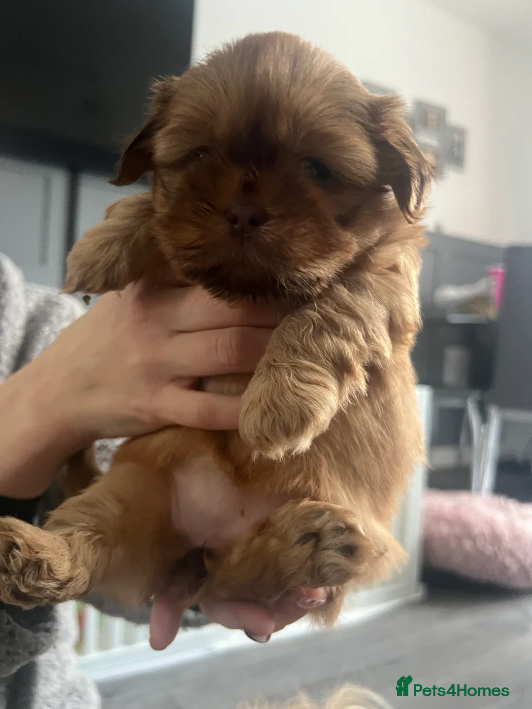 Shih Tzu dogs for sale: READY TO LEAVE GORGEOUS KC girl left - Advert 2