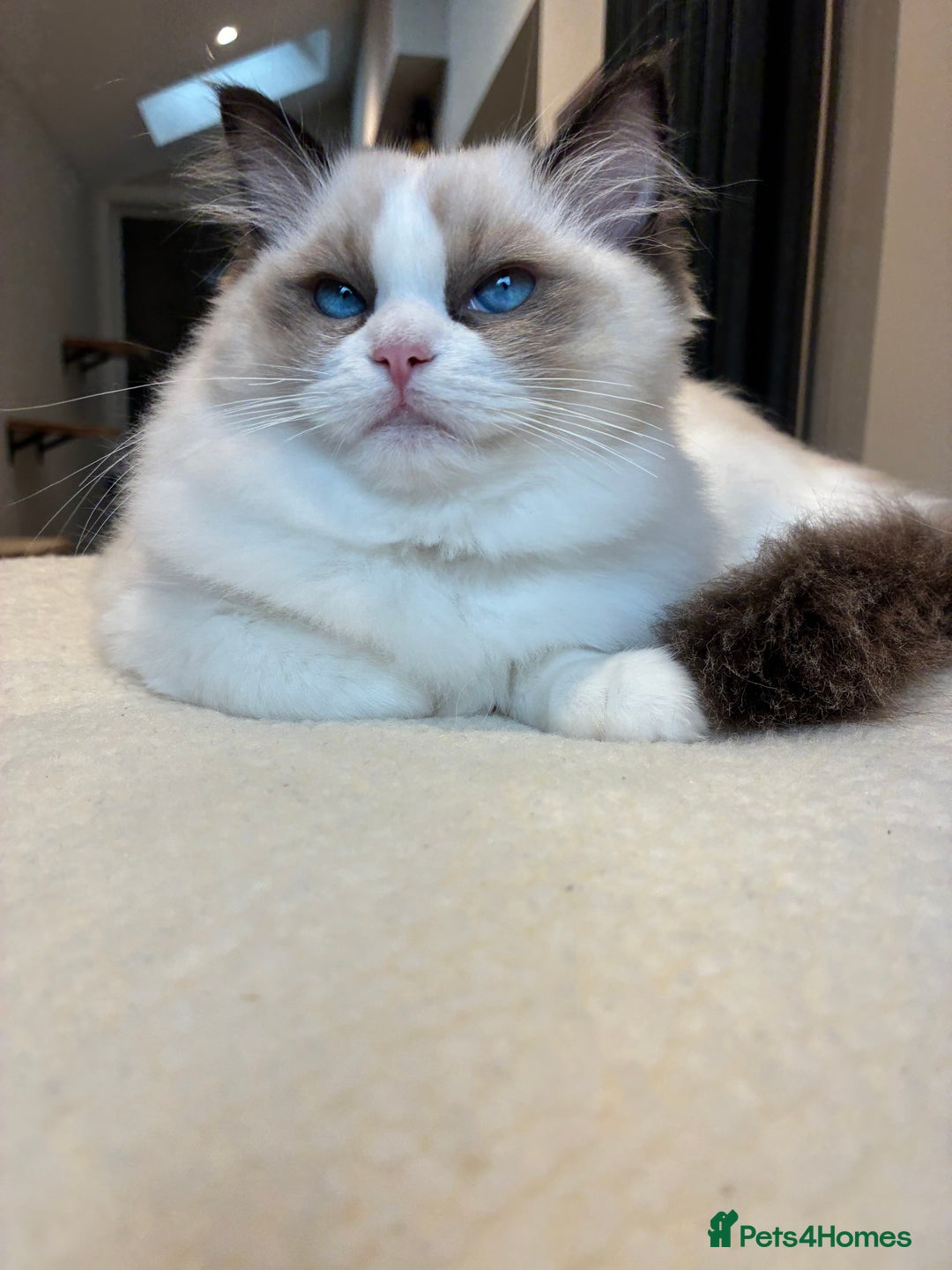 Ragdoll cats for sale: Champion Lines - Ragdoll Kittens - Advert 6