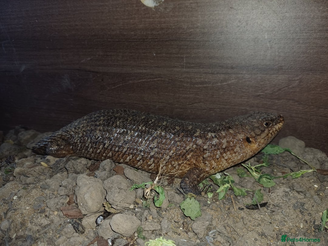 Skink reptiles for sale: Female gidgee skink( egernia stoksii) - Image 3