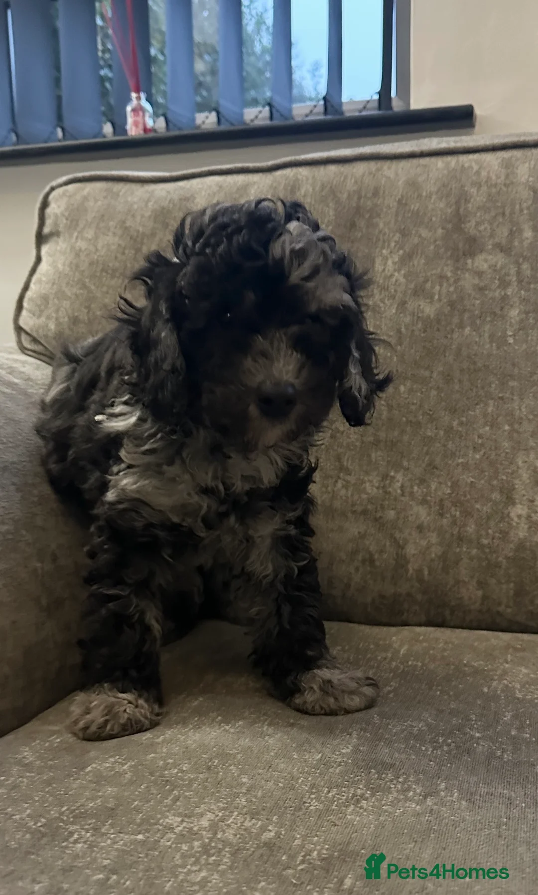 Cockapoo dogs for sale: Stunning cockapoos ready now  - Advert 13