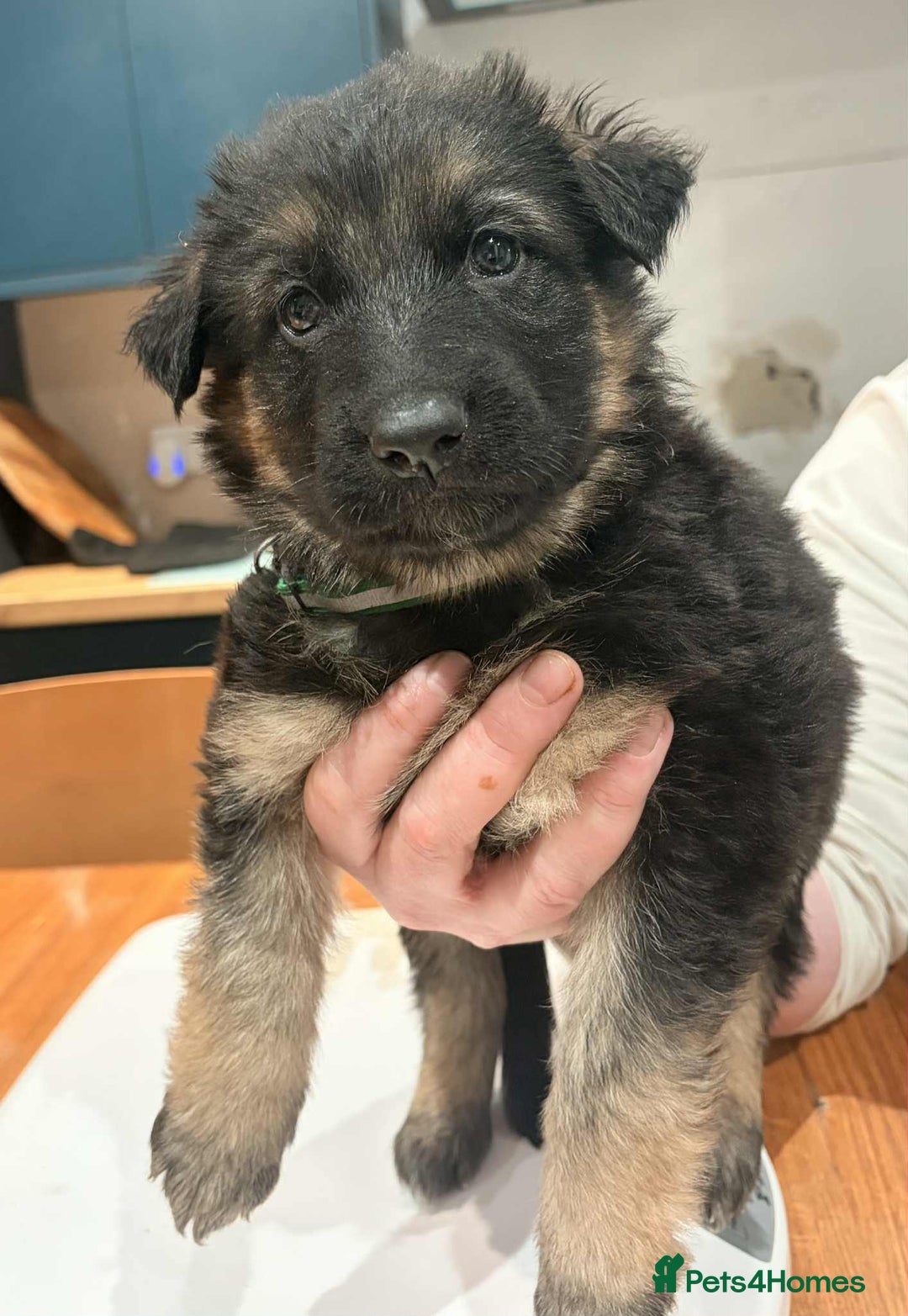 German Shepherd dogs for sale: KC Reg German Shepard's - Advert 25