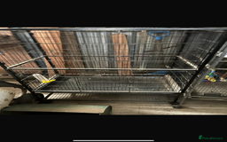 Parrots birds for sale: Ringneck Parrots & Amazon Green - Image 11