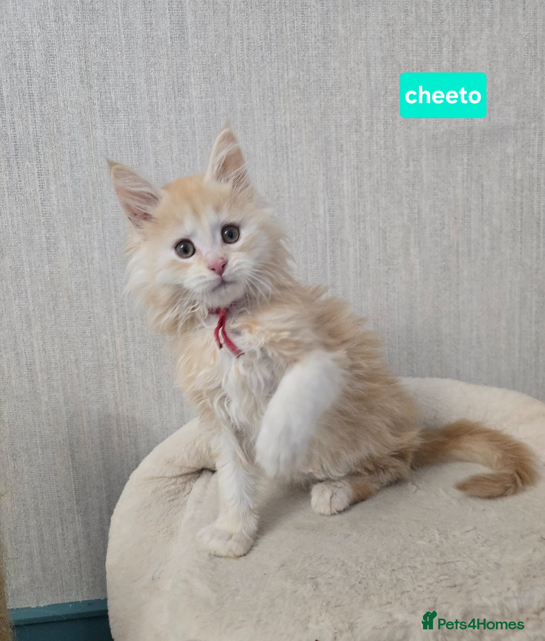 Maine Coon cats  Red High Silver Stunning Maine Coons Boys - Advert 18
