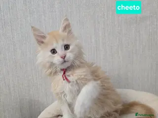 Maine Coon cats Red High Silver Stunning Maine Coons Boys - Advert 18