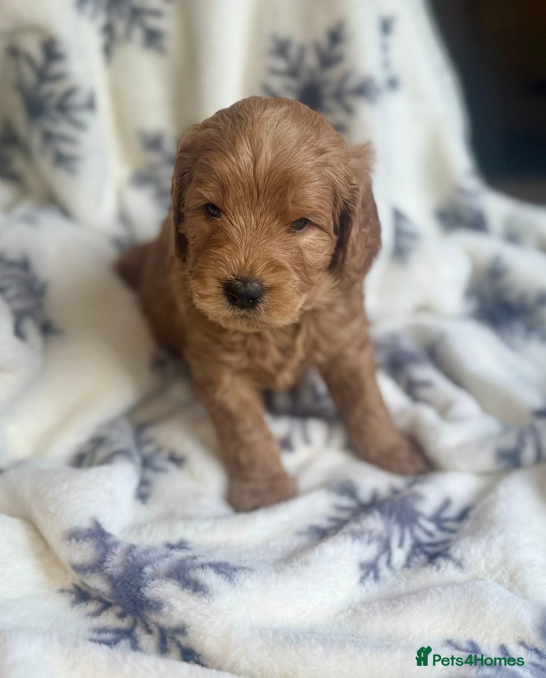 Mini Goldendoodle dogs for sale: Miniature Golden Doodle Puppies - Advert 16
