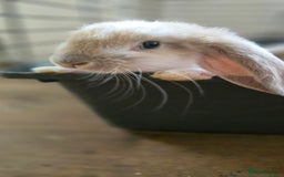 French Lop rabbits for sale: Beautiful French Lop Bunnies - Image 32