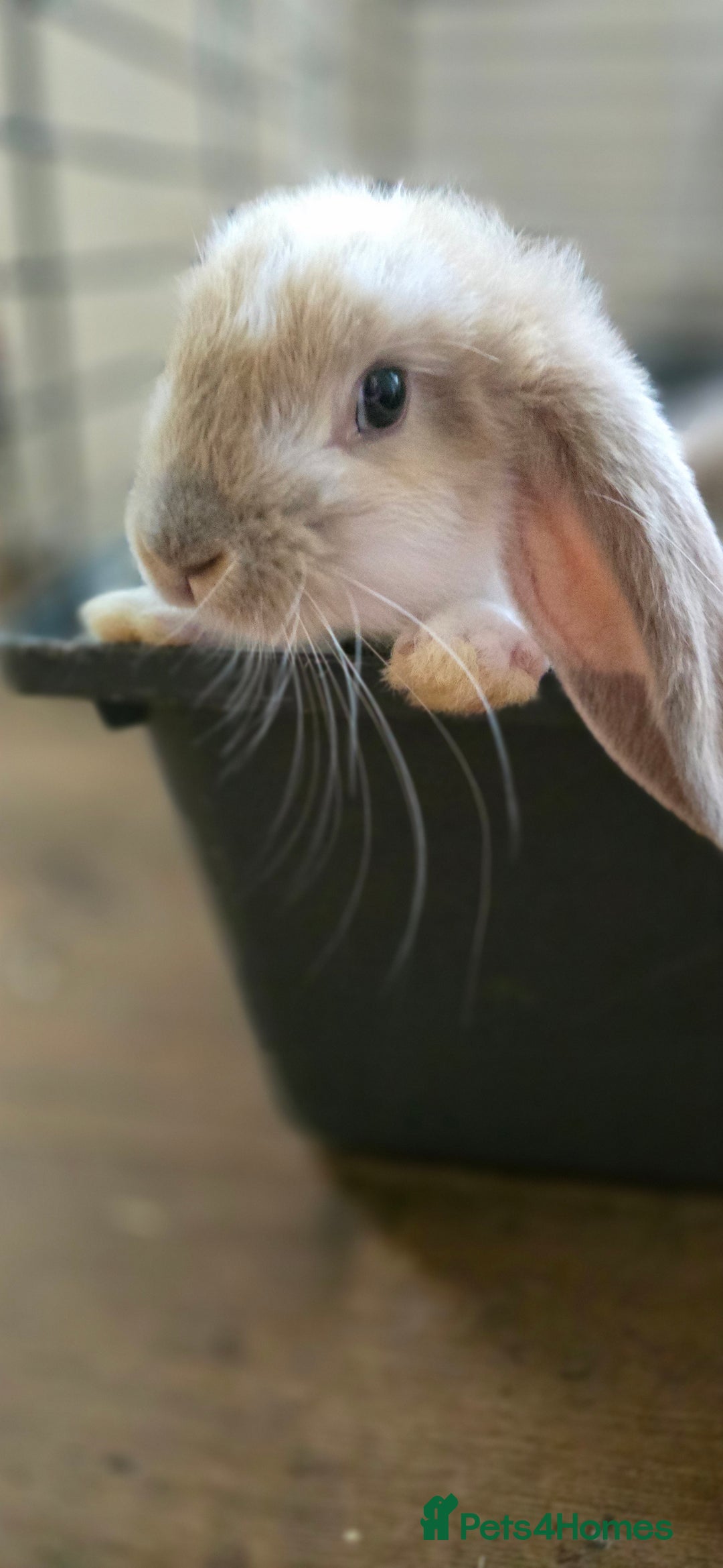 French Lop rabbits for sale: Beautiful French Lop Bunnies - Image 32