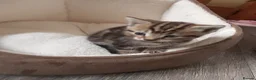 Domestic Shorthair cats for sale: Lovely Litter Of Kittens - Advert 20