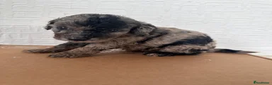 Cockapoo 2