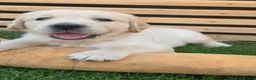 Golden Retriever dogs for sale: 5* Golden Retriver puppies - Advert 6