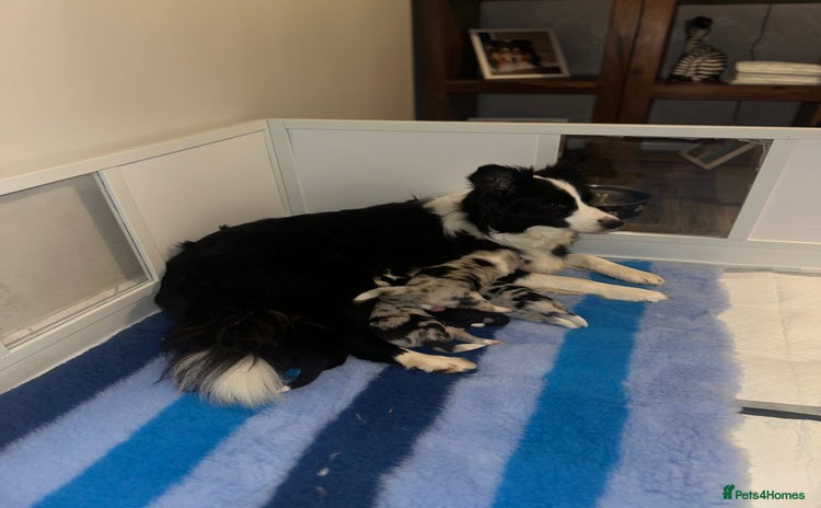 Border Collie dogs - Advert 1