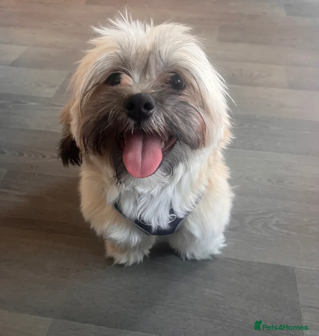 Malshi dogs for sale: Malshi pup  in Thame - Advert 1