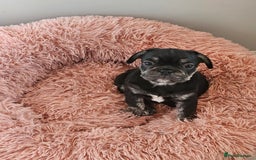 Frug dogs for sale: Last Black & Tan Frug Boy 🥰 - Image 7