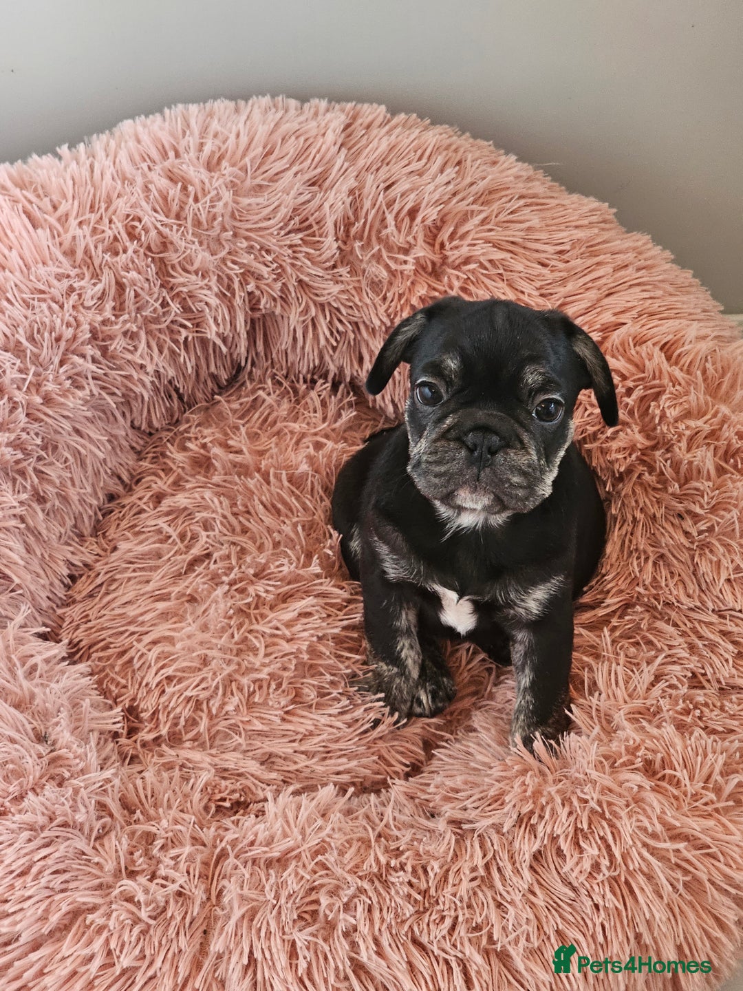 Frug dogs for sale: Last Black & Tan Frug Boy 🥰 - Image 7