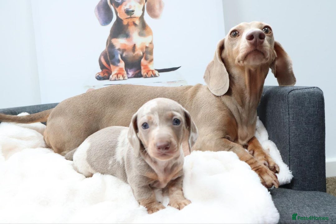 Miniature Dachshund dogs for sale: LOVELY MINIATURE DACHSHUND PUPPIES - Image 1