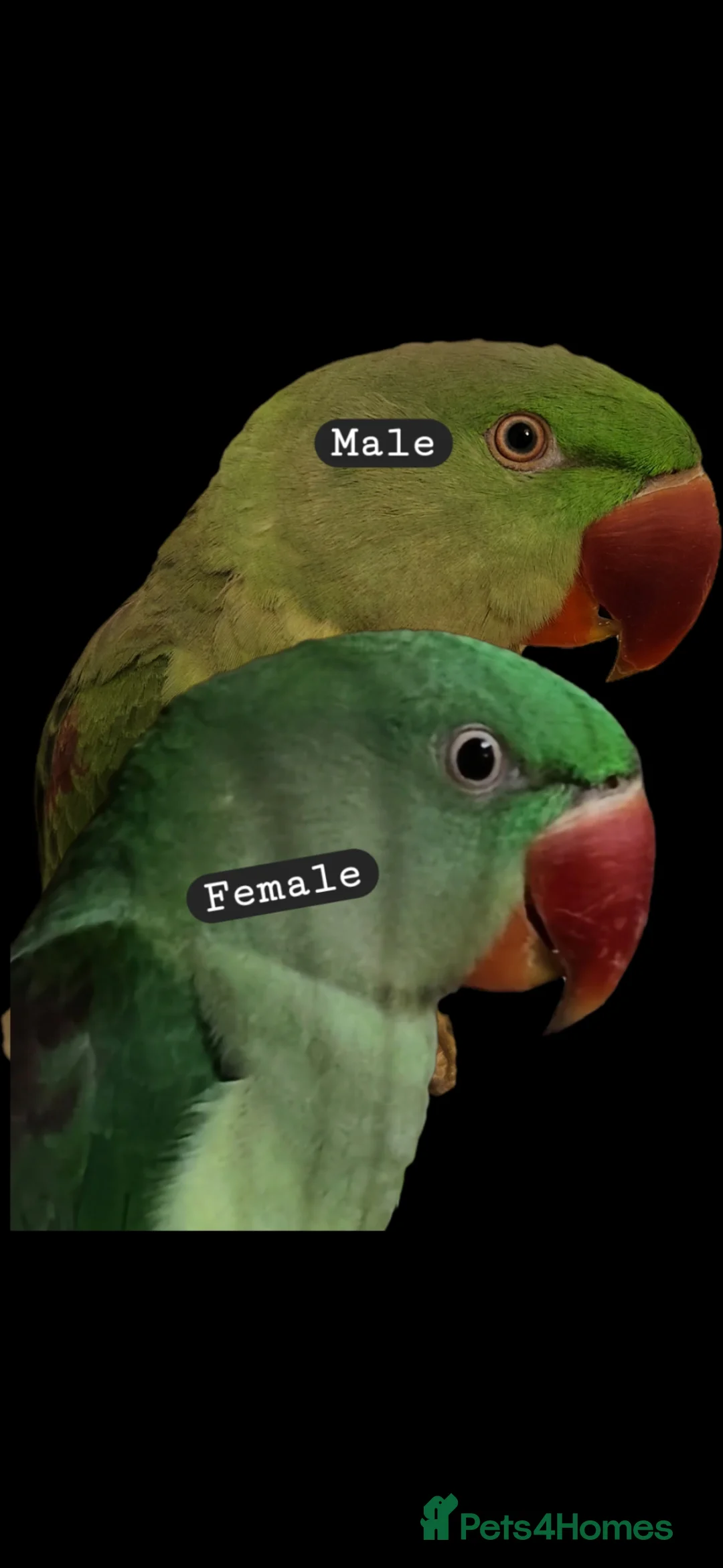 Parrots birds for sale: Alexandrine parrot in Hereford - Advert 1