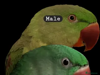 Parrots birds Alexandrine parrot - Advert 4