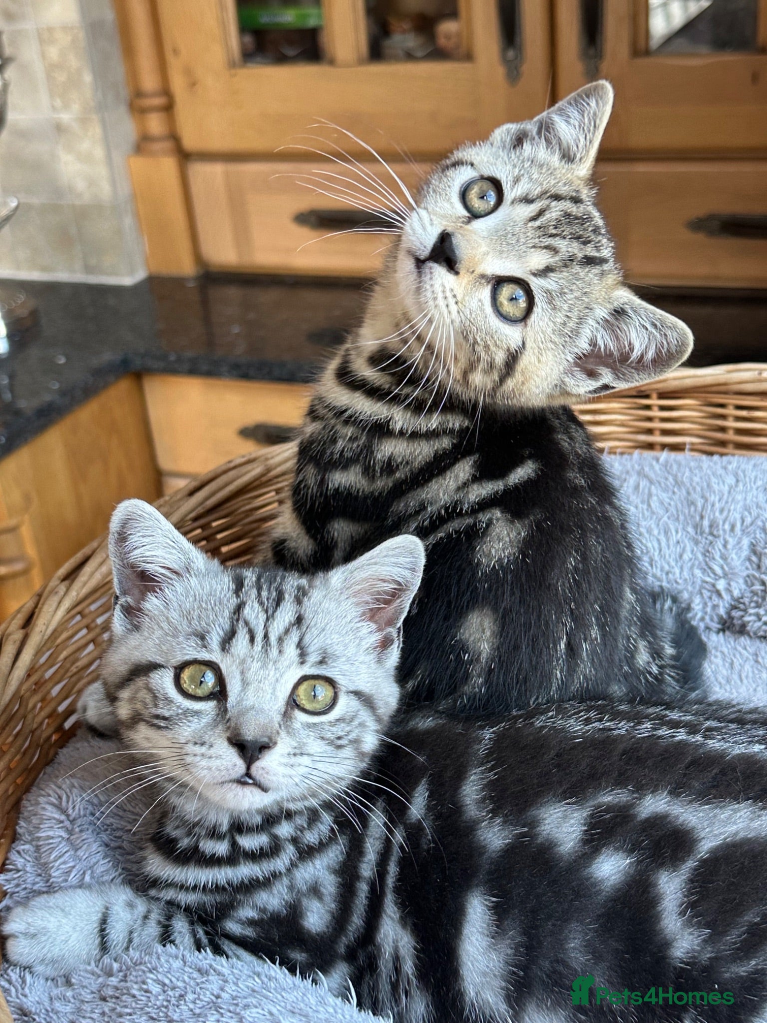 British Shorthair cats British Shorthair Silver Tabby & Chocolate Tabby - Advert 11
