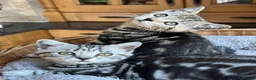 British Shorthair cats for sale: British Shorthair Silver Tabby & Chocolate Tabby - Advert 1