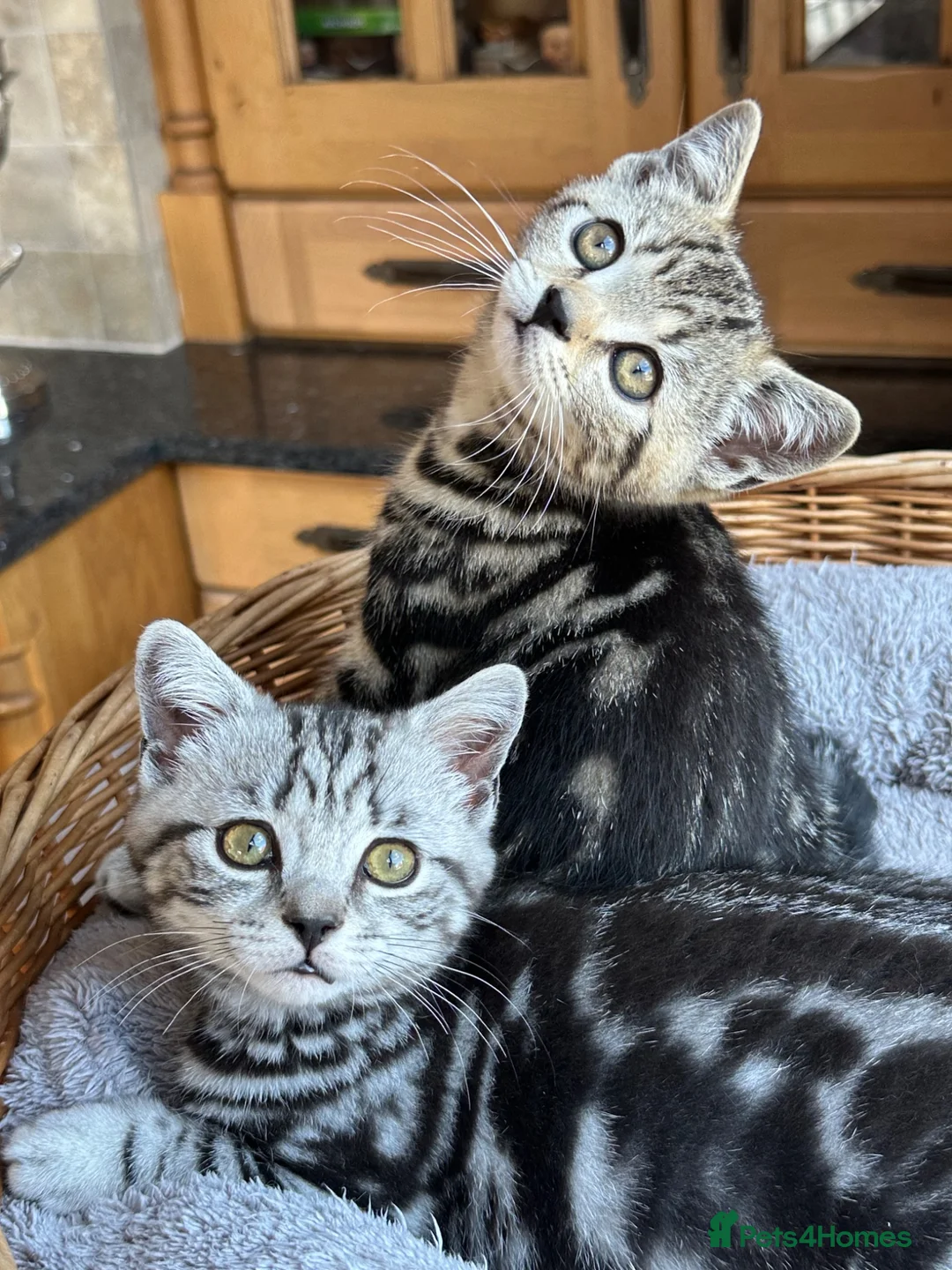 British Shorthair cats for sale: British Shorthair Silver Tabby & Chocolate Tabby - Advert 1