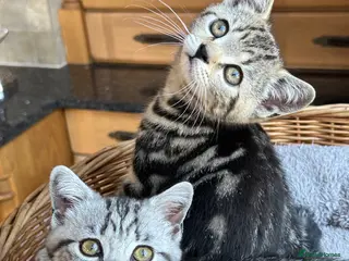 British Shorthair cats British Shorthair Silver Tabby & Chocolate Tabby - Advert 11