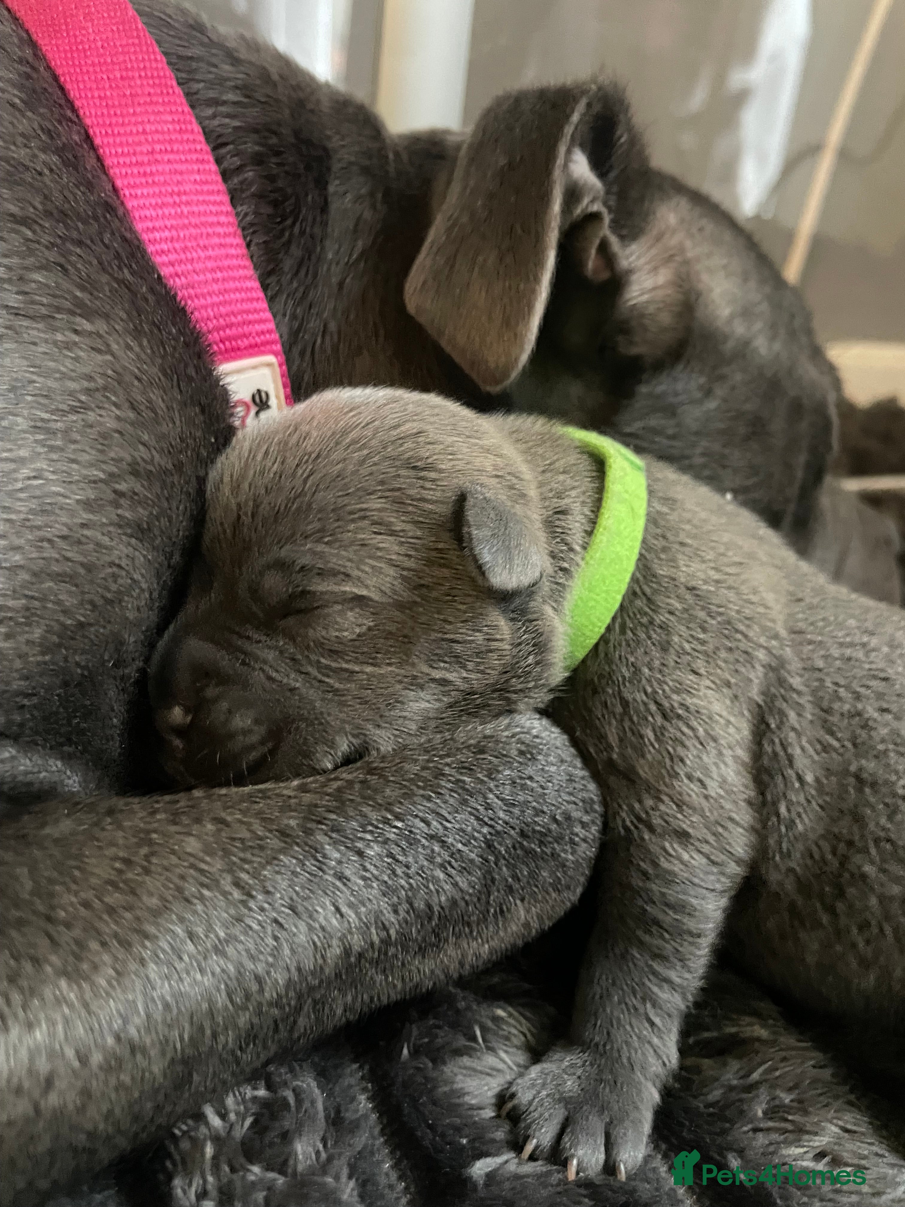 Staffordshire Bull Terrier dogs 7 beautiful KC staffy puppy’s - Advert 4