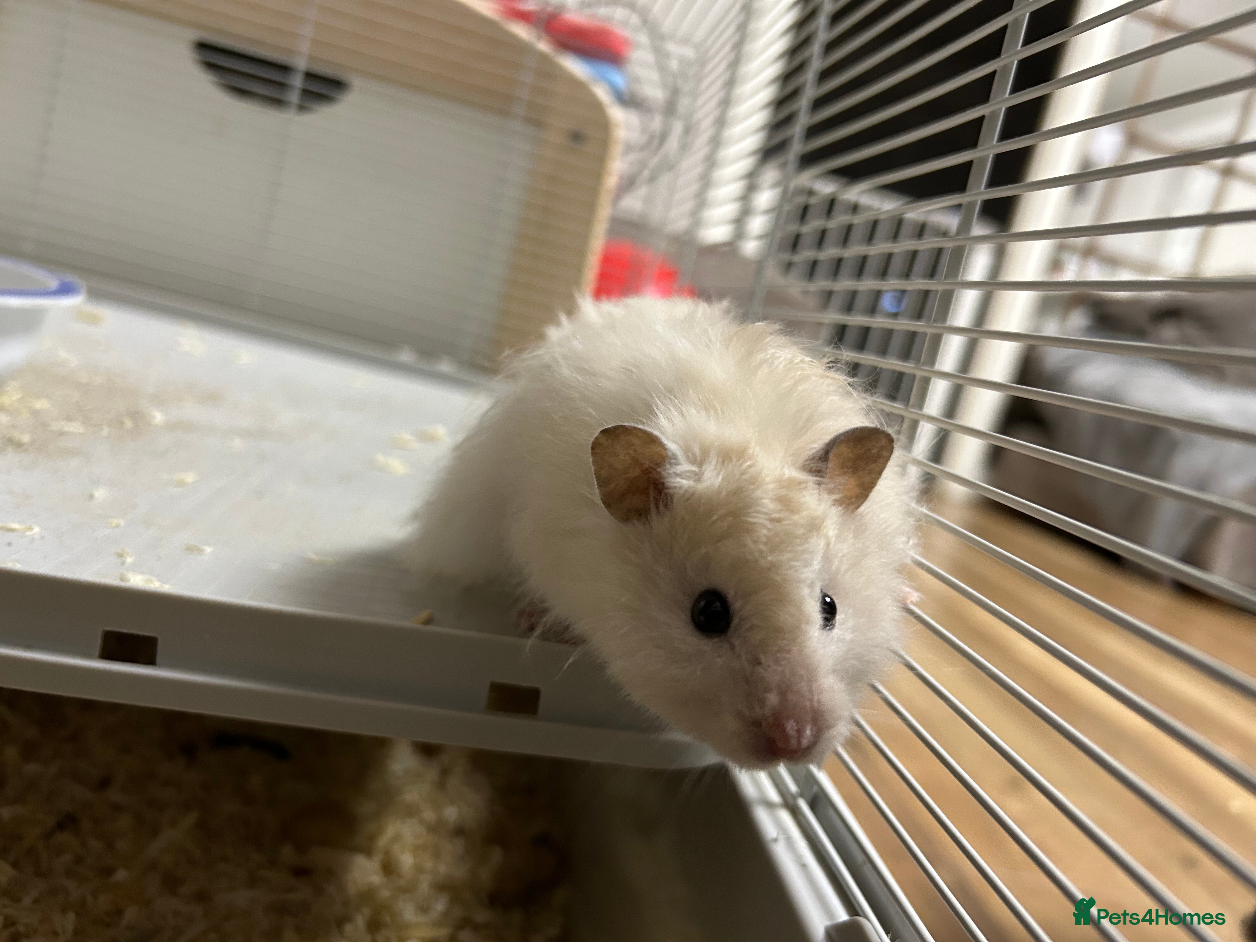 Hamster rodents Hamster – Nearly 1 Year Old – Full Setup Included - Advert 1