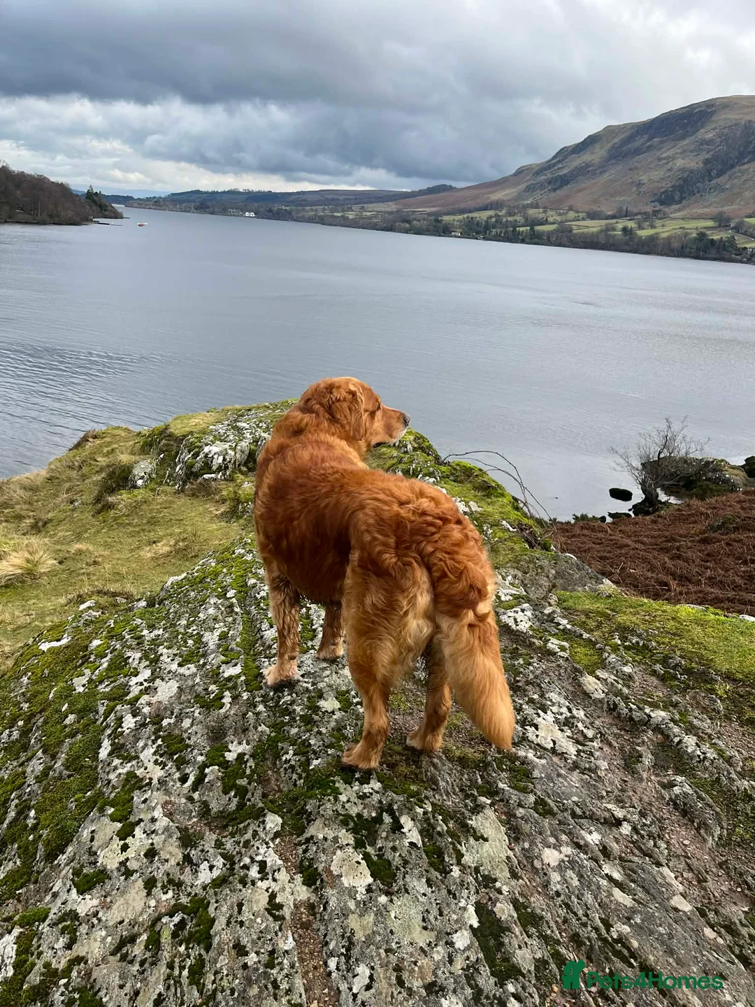 Golden Retriever dogs for stud: Handsome Henry -Proven Stud - Advert 8