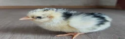 Chickens poultry for sale: Day‑Old Chicks and Hatching eggs - pure breed - Advert 5